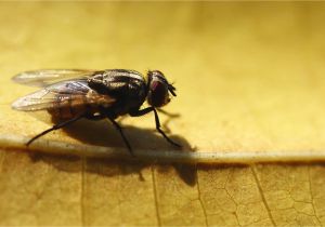 Cluster Fly Traps Homemade How to Get Rid Of A Fly Infestation Outside