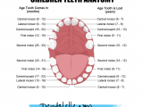 College Of Marin Dental assisting Program Dental Hygiene and Dental assisting Tutoring for Students Online