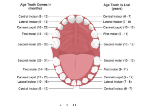 College Of Marin Dental assisting Program Dental Hygiene and Dental assisting Tutoring for Students Online