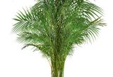 Common Indoor Palm Trees 18 Best Large Indoor Plants Tall Houseplants for Home