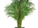 Common Indoor Palm Trees 18 Best Large Indoor Plants Tall Houseplants for Home