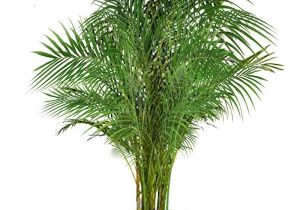 Common Indoor Palm Trees 18 Best Large Indoor Plants Tall Houseplants for Home