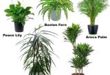 Common Indoor Palm Trees Common Indoor Plants Dynamicpeople Club