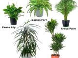 Common Indoor Palm Trees Common Indoor Plants Dynamicpeople Club