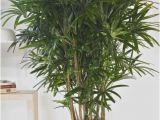 Common Indoor Palm Trees Houston 39 S Online Indoor Plant Pot Store Hawaiian