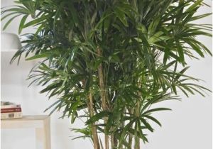 Common Indoor Palm Trees Houston 39 S Online Indoor Plant Pot Store Hawaiian