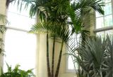 Common Indoor Palm Trees Palm Piper House Walter Knoll Florist Client Exotic Palm