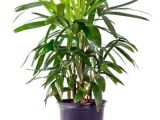 Common Indoor Palm Trees Palm Species Houseplants Rhapis Excelsa is One Of the