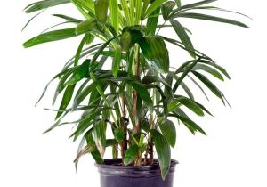 Common Indoor Palm Trees Palm Species Houseplants Rhapis Excelsa is One Of the