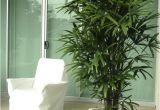 Common Indoor Palm Trees Palm Species Houseplants Rhapis Excelsa is One Of the