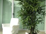 Common Indoor Palm Trees Palm Species Houseplants Rhapis Excelsa is One Of the