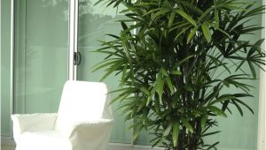 Common Indoor Palm Trees Palm Species Houseplants Rhapis Excelsa is One Of the