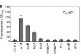 Cookies by Design Mentor Ohio Bright Mutants Of Vibrio Fischeri Es114 Reveal Conditions and