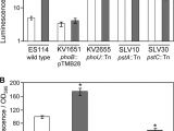 Cookies by Design Mentor Ohio Bright Mutants Of Vibrio Fischeri Es114 Reveal Conditions and