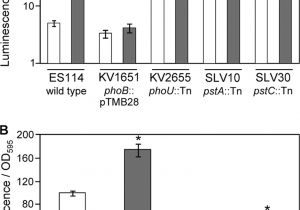 Cookies by Design Mentor Ohio Bright Mutants Of Vibrio Fischeri Es114 Reveal Conditions and