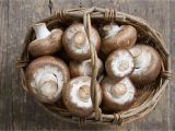 Cookies by Design Metairie Louisiana 9 Edible Mushroom Varieties