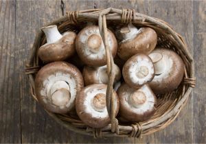 Cookies by Design Metairie Louisiana 9 Edible Mushroom Varieties