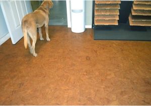 Cork Flooring Good for Dogs Best Flooring for Dogs Cork