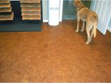 Cork Flooring Good for Dogs Best Flooring for Dogs Quiet Corner