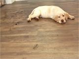 Cork Flooring Good for Dogs Cork Flooring and Large Dogs Gurus Floor