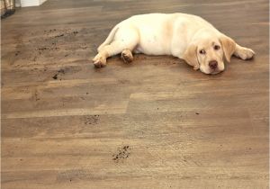 Cork Flooring Good for Dogs Cork Flooring and Large Dogs Gurus Floor