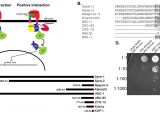 Cracked Heat Exchanger Myth Kdp 1 is A Nuclear Envelope Kash Protein Required for Cell Cycle