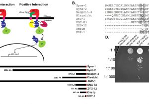 Cracked Heat Exchanger Myth Kdp 1 is A Nuclear Envelope Kash Protein Required for Cell Cycle