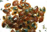 Critter Getter Pest Control Az Bed Bugs Critter Getter Pest Control and Wildlife Management