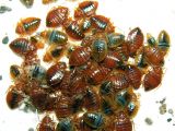 Critter Getter Pest Control Az Bed Bugs Critter Getter Pest Control and Wildlife Management