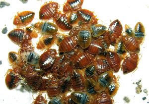 Critter Getter Pest Control Az Bed Bugs Critter Getter Pest Control and Wildlife Management