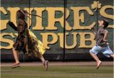 Critter Gitter Pest Control Blue Wahoos Final Swing Falls Short