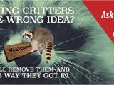 Critter Gitter Pest Control Lewis Pest Control Critter Gitter Serving Alabama