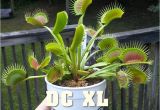 Dc Xl Venus Fly Trap Dc Xl Giant Venus Flytrap