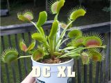 Dc Xl Venus Fly Trap Dc Xl Giant Venus Flytrap