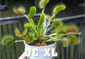 Dc Xl Venus Fly Trap Dc Xl Giant Venus Flytrap