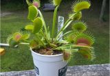 Dc Xl Venus Fly Trap Dc Xl Giant Venus Flytrap