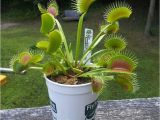 Dc Xl Venus Fly Trap Dc Xl Giant Venus Flytrap