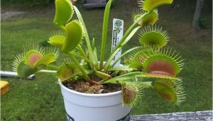 Dc Xl Venus Fly Trap Dc Xl Giant Venus Flytrap