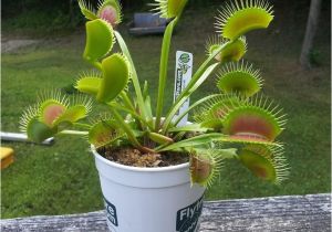 Dc Xl Venus Fly Trap Dc Xl Giant Venus Flytrap