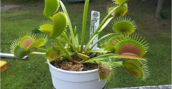 Dc Xl Venus Fly Trap Dc Xl Giant Venus Flytrap