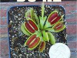 Dc Xl Venus Fly Trap Giant Dc Xl Venus Flytrap Carnivorous Plant Ebay