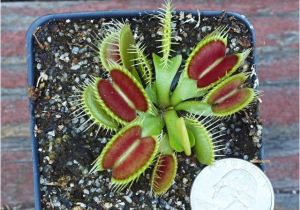 Dc Xl Venus Fly Trap Giant Dc Xl Venus Flytrap Carnivorous Plant Ebay