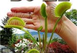 Dc Xl Venus Fly Trap Giant Dc Xl Venus Flytrap Carnivorous Plant Ebay