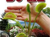 Dc Xl Venus Fly Trap Giant Dc Xl Venus Flytrap Carnivorous Plant Ebay