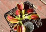 Dc Xl Venus Fly Trap Giant Dc Xl Venus Flytrap Carnivorous Plant