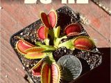 Dc Xl Venus Fly Trap Giant Dc Xl Venus Flytrap Carnivorous Plant