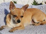 Deer Head Chihuahua Puppies Craigslist Applehead Chihuahua Puppies for Sale Near Me