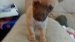 Deer Head Chihuahua Puppies Craigslist Deer Head Chihuahua Puppy Puppies Puppy