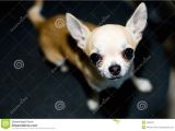 Deer Head Chihuahua Puppies Craigslist Related Keywords Suggestions for Small Chihuahua