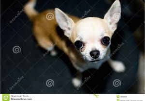 Deer Head Chihuahua Puppies Craigslist Related Keywords Suggestions for Small Chihuahua